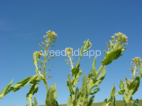 pepperweed, field